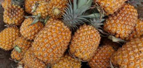 Ananas au MiN Nantes Métropole