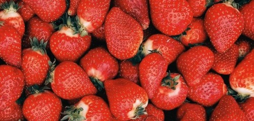 Les Fraises du MiN de Nantes