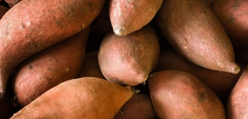 La patate douce, produit du mois au MiN de Nantes
