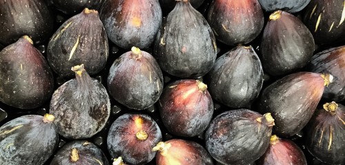 Les figues du MiN de Nantes