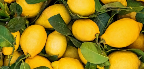 les citrons du MiN de Nantes