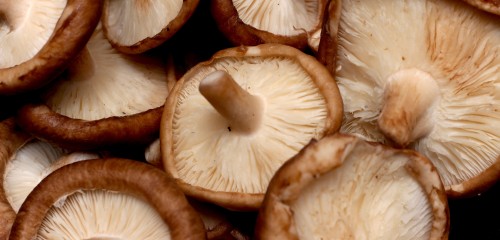 Les shiitakes du MiN de Nantes