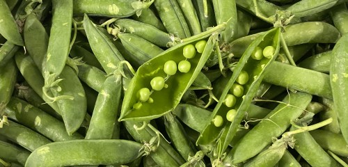 petit pois du MiN de Nantes