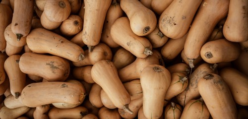 Le butternut