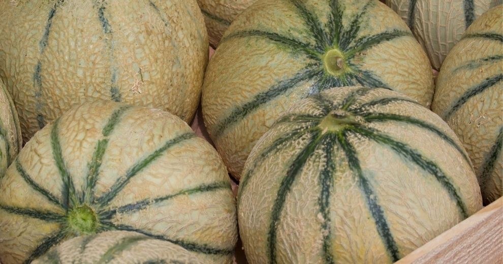 Le melon, le produit de saison par excellence MiN Nantes