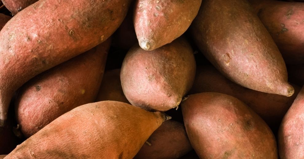 La patate douce, produit du mois au MiN de Nantes