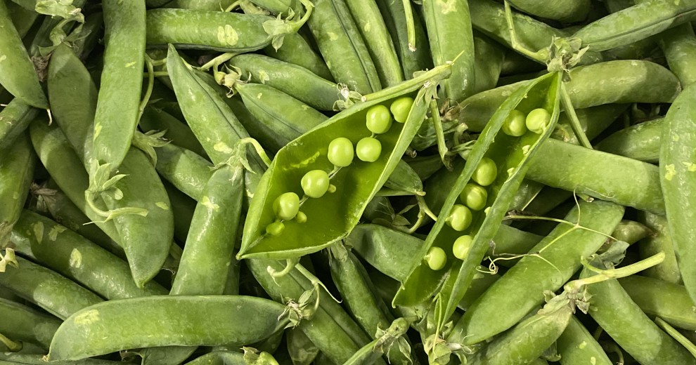 petit pois du MiN de Nantes