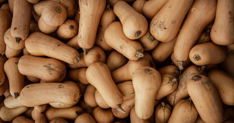 Le butternut