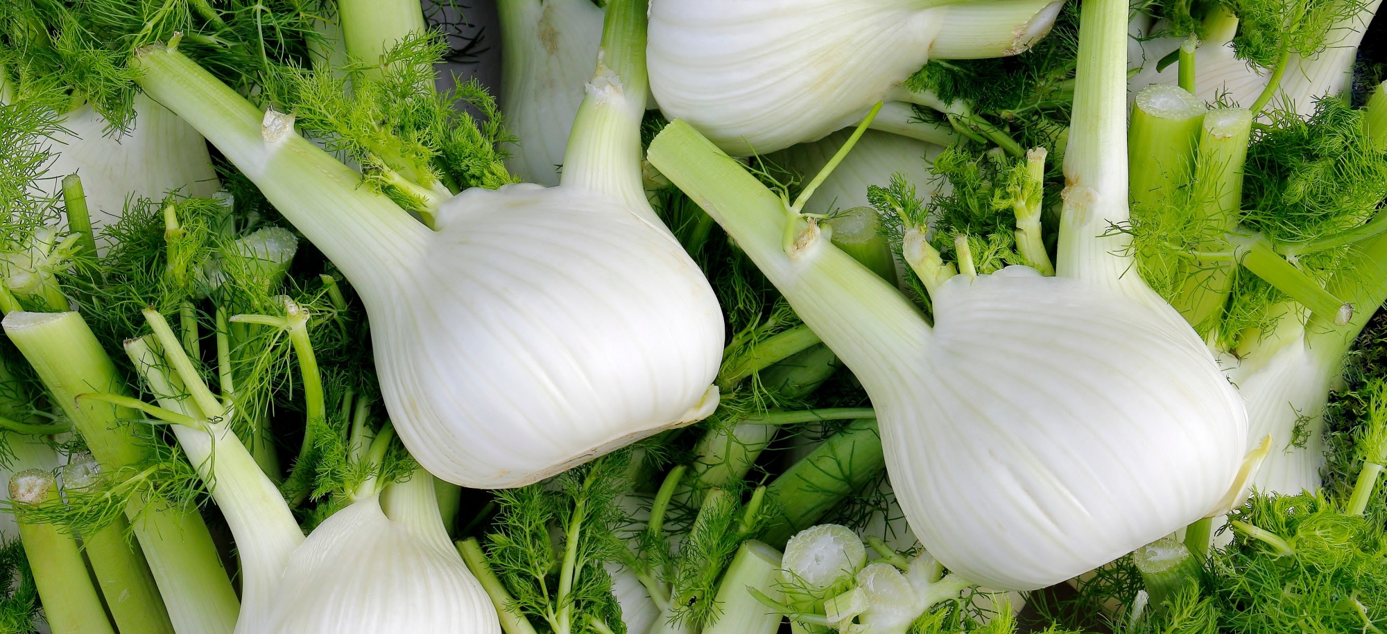 Le Fenouil