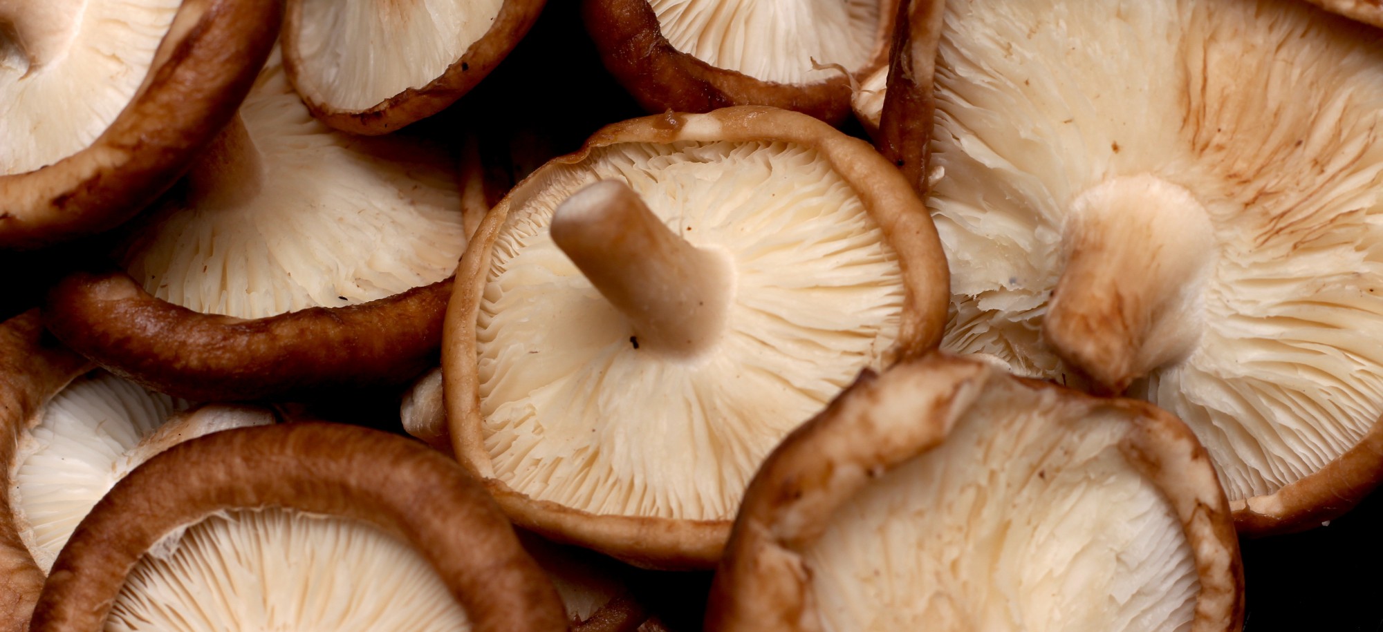 Le Shiitake
