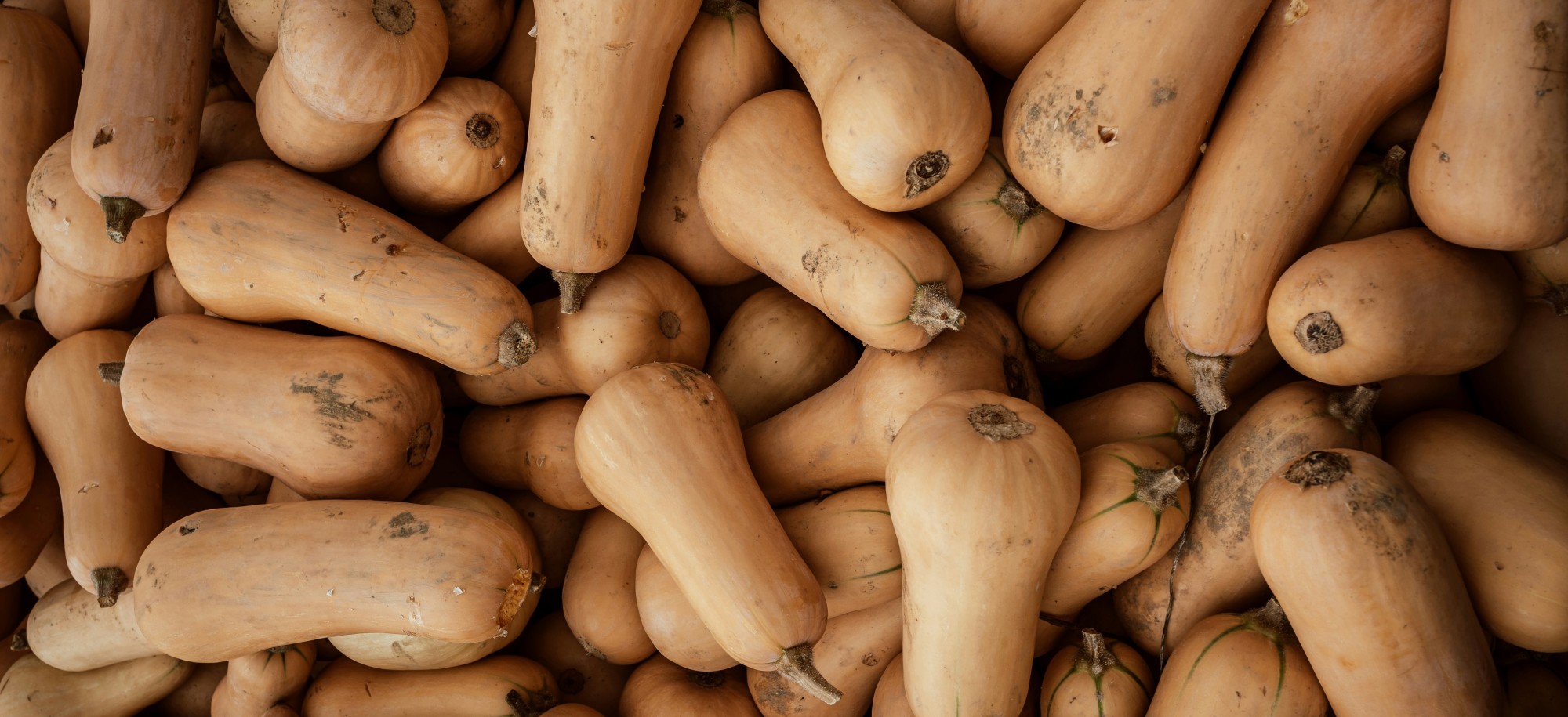 Le butternut